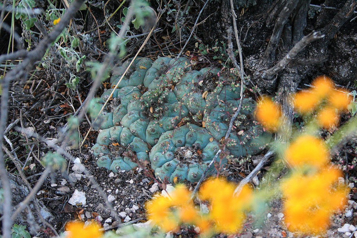 Peyote