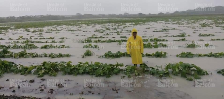 Lluvias Ahogan Centenares De Hectáreas De Cultivos Desde El Balcon