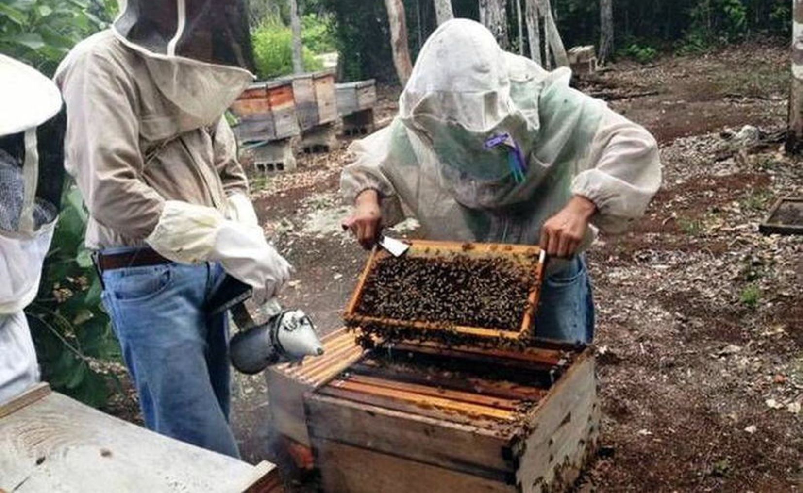 Prevén incremento en precio de la miel Desde el Balcon