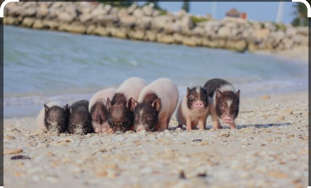 Pig