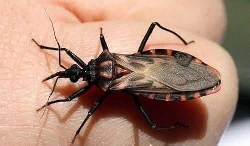 Chagas 1